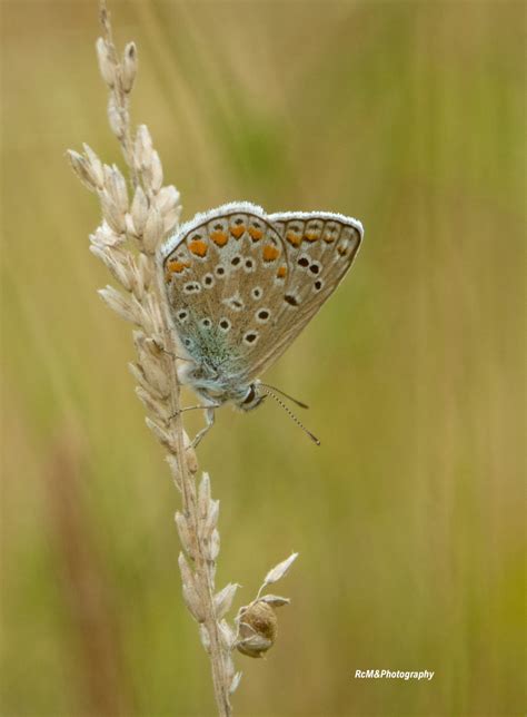 Vroege Vogels Foto Geleedpotigen Icarusblauwtje