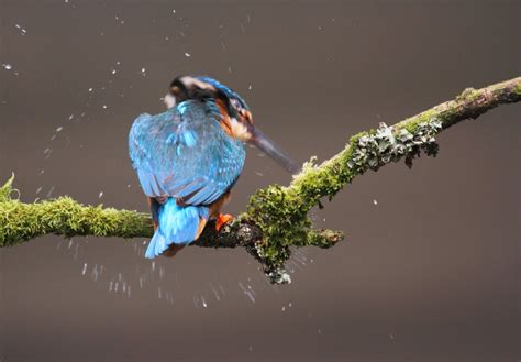 Zenfolio Wildlife And Landscape Photography By Andrew Mozley