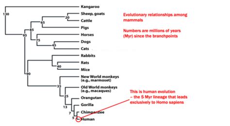 Lecture 20 Human Evolution The Fossil Record Flashcards Quizlet