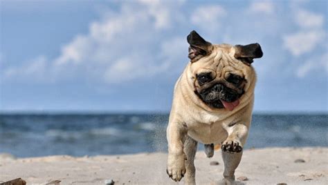 Carlino Caratteristiche Della Razza Di Cani