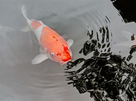 Koi Fish Symbolism Top 8 Meanings Give Me History