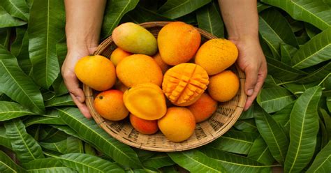 8 Famous Mango Varieties In India