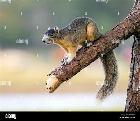 Big Cypress Squirrel Hi Res Stock Photography And Images Alamy