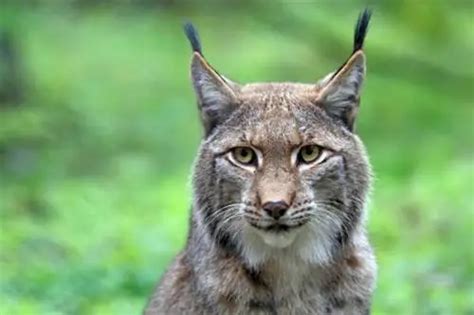 12 Animaux Qui Vivent Dans La Forêt Et Que Vous Devriez Connaître