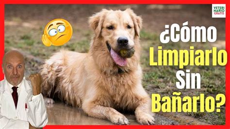 CÓMO LIMPIAR A UN PERRO SIN BAÑARLO CON VINAGRE BICARBONATO