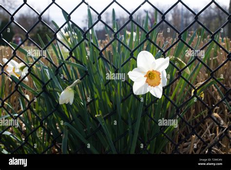 Parks Canada Bear Fence Hi Res Stock Photography And Images Alamy