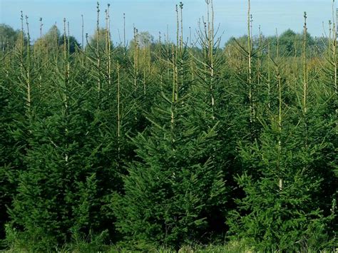 Sprzedaż choinek z własnej plantacji świerka Rezerwat Bobra