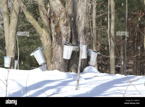 Pails On A Maple Tree For Collecting Sap In The Early Spring Stock