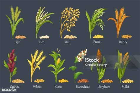 Tanaman Sereal Rumput Tanaman Pertanian Ilustrasi Stok Unduh Gambar
