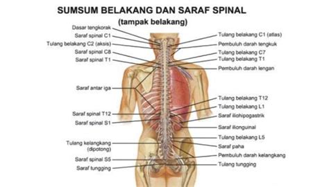 Saraf Kranial Dan Fungsinya Studyhelp