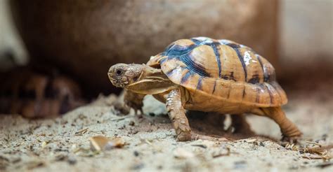 Egyptian Tortoise | Starmind Conservation