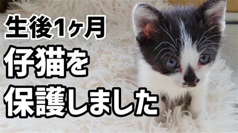 【保護猫】生後約1ヶ月の子猫を保護しました【60代一人暮らし】 Youtube