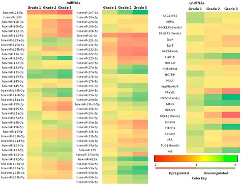 Biomedicines Free Full Text Could Long Non Coding Rna Meg And