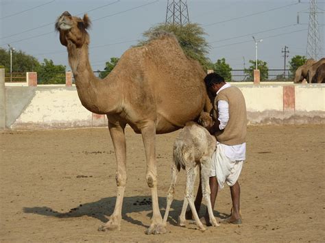 Camel Farm Bikaner Free Photo On Pixabay Pixabay