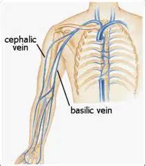 Cephalic Vein: Location, Function, and Clinical Significance