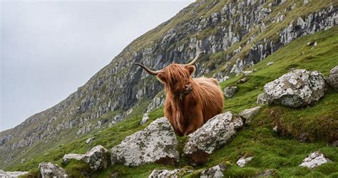 Finding Scotlands Grazing Highland Coos Authentic Vacations