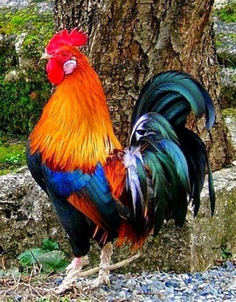 Новости Beautiful Chickens, Most Beautiful Birds, Pretty Birds, Animals ...