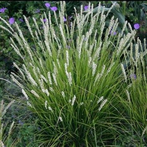 Sesleria Trawy Ozdobne Do Ogrodu Szk Ka Zieli Scy Marek I Andrzej