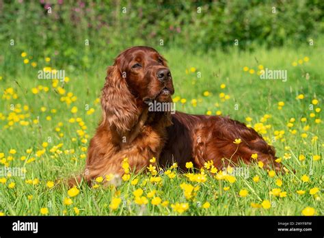irish red setter dog stock photo alamy