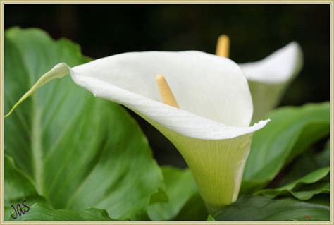 Gardening in Africa: Arum lilies after the winter