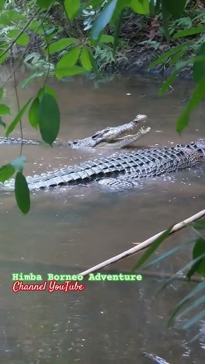 Buaya Kawin Buayaliar Crocodile Buayabesar Habitatbuaya