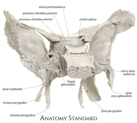 Sphenoid Bone Posterior Oblique View Medical Anatomy Anatomy Bones