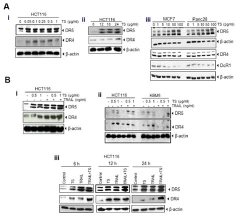 A Upregulation Of DR4 And DR5 And Reduction Of Decoy Receptors DcR1