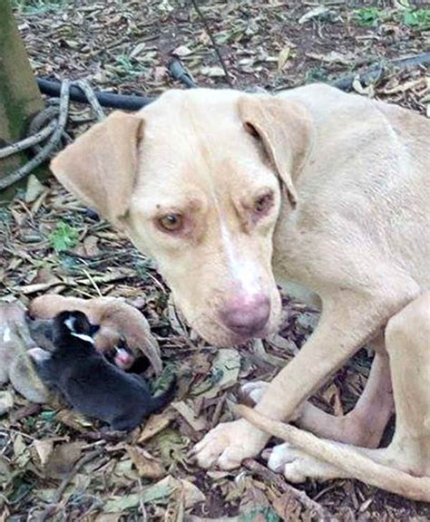 Attach Un Arbre Laiss Pour Mort Pourtant Le Pitbull Na Jamais