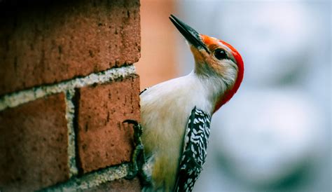 Woodpecker Photos, Download The BEST Free Woodpecker Stock Photos & HD ...