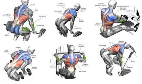 Back Workout Complete With 8 Exercises - GymGuider.com