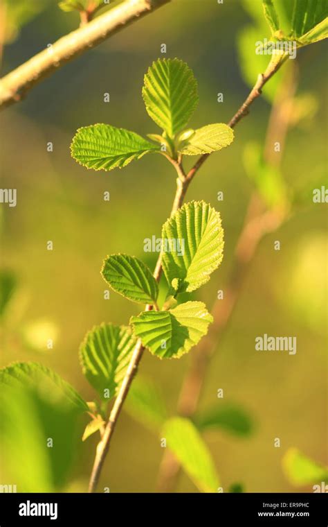 Alder Tree Leaf Hi Res Stock Photography And Images Alamy