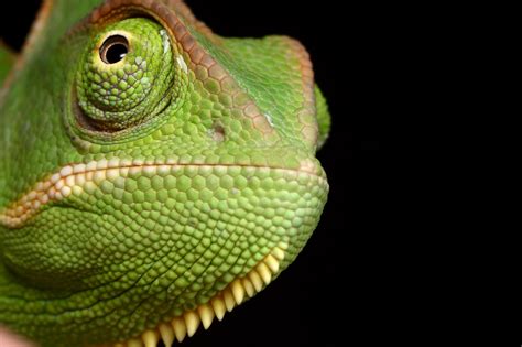 Veiled Chameleon Yemen 4 By Macrojunkie On Deviantart