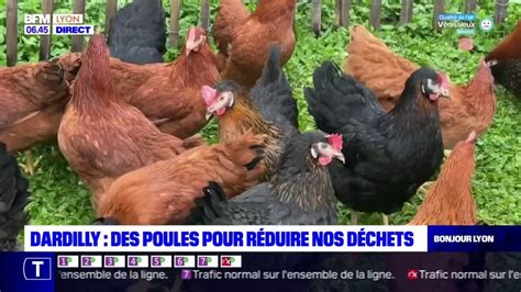 Dardilly Des Poules Pour Réduire Nos Déchets