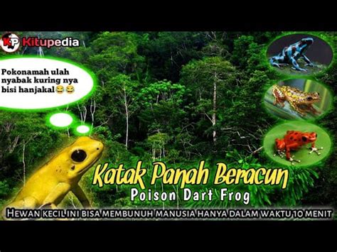 Viral Katak Panah Beracun Hewan Kecil Ini Bisa Membunuh Manusia