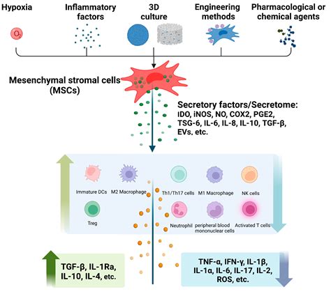 Mesenchymal Stem Cells