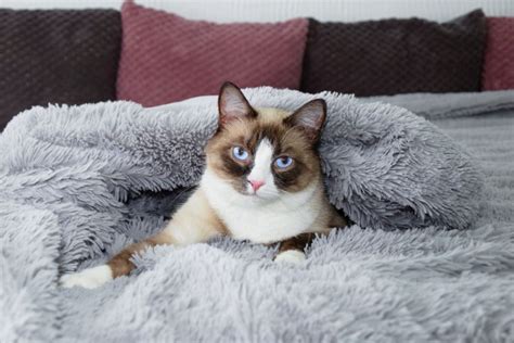 5 Best Snowshoe Cat Breeders -Quality Over Quantity