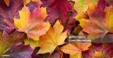 Big Panoramic Photo Of Multicolor Autumn Leaves Background Amazing