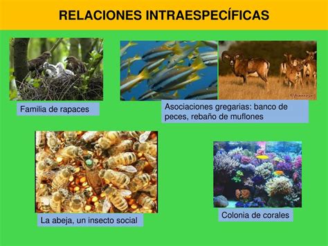 Ppt Ecosistemas Ii Din Mica De Poblaciones Y Comunidades Sucesi N