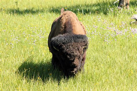 Buffalo Charging Stock Photos Pictures And Royalty Free Images Istock