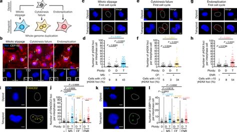 Characterization Of RPE 1 Cells Upon WGD A D And G Graphs Showing