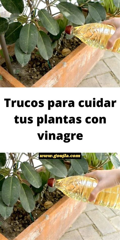 Trucos Para Cuidar Tus Plantas Con Vinagre Abono Natural Para Plantas