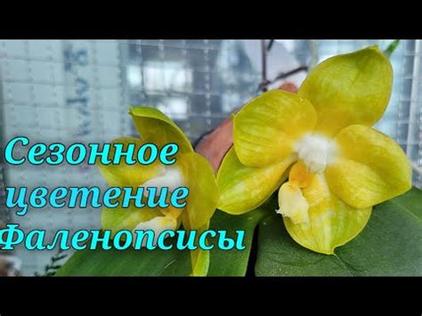 Сезонное цветение Фалинопсисов.Видовые,гибриды. - YouTube
