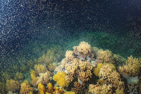 coral spawning   great barrier reef