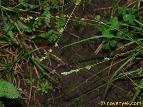 Image Collection Of Wild Vascular Plants Carex Canariensis