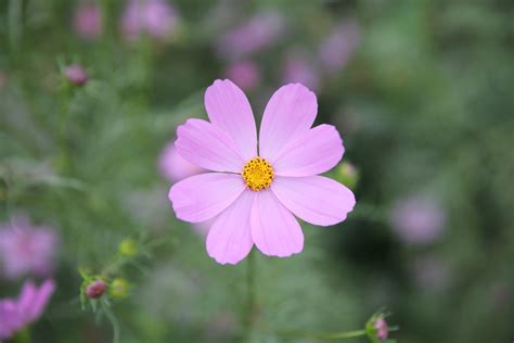 Flor Cosmos Tipos Caracter Sticas Curiosidades Como Cuidar E Mais