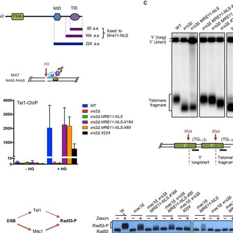 Enforcing Recruitment And Activation Of Tel1 In Xrs2Δ Cells A Download Scientific Diagram