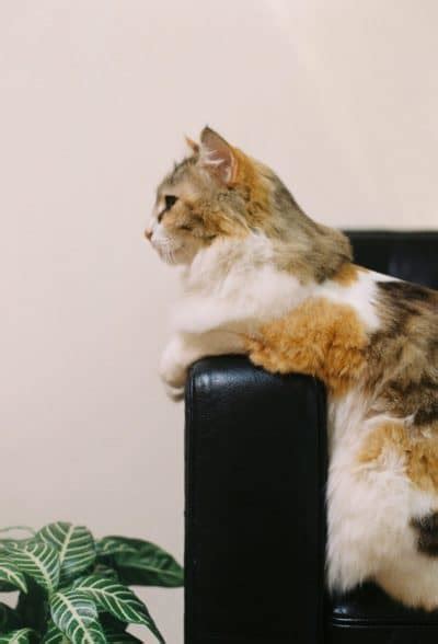 Will Cats Scratch Leather Furniture And How To Save It