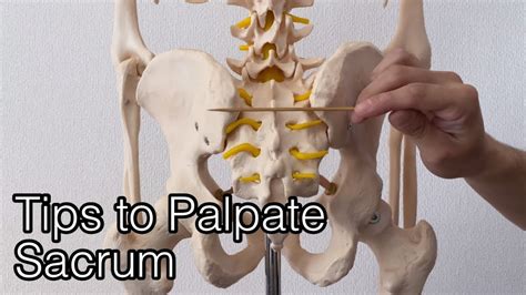 Tips to palpate sacrum and coccyx - YouTube