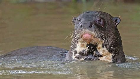 Dobhar Chú The Otter King Of Irish Folklore Historic Mysteries