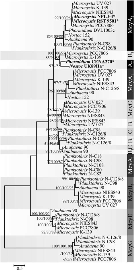 Evolutionary History Of Adenylation Domains Of Microcystin Biosynthetic